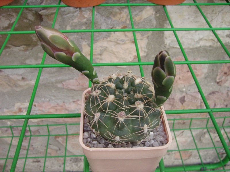Gymnocalycium Calochlorum 