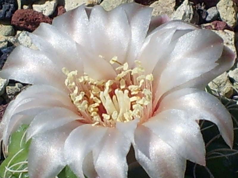 Gymnocalycium calochlorum 