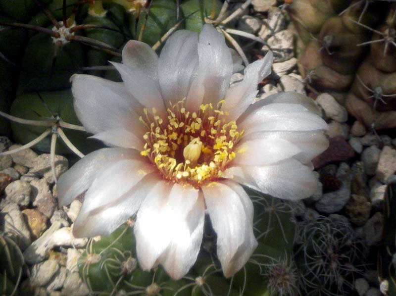 Gymnocalycium calochlorum 