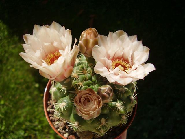 Gymnocalycium calochlorum v. proliferum 