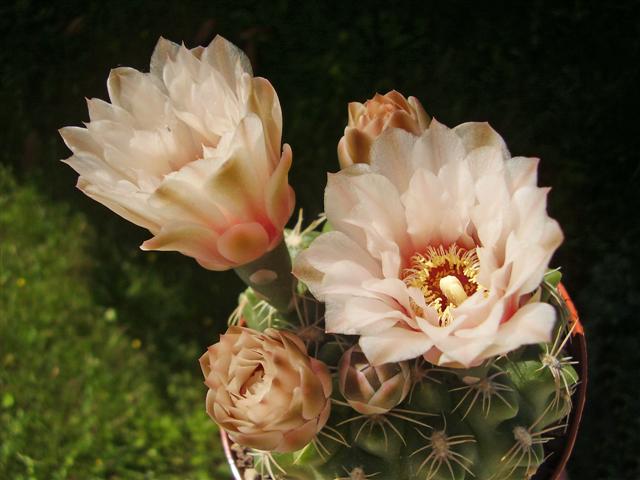 Gymnocalycium calochlorum v. proliferum 