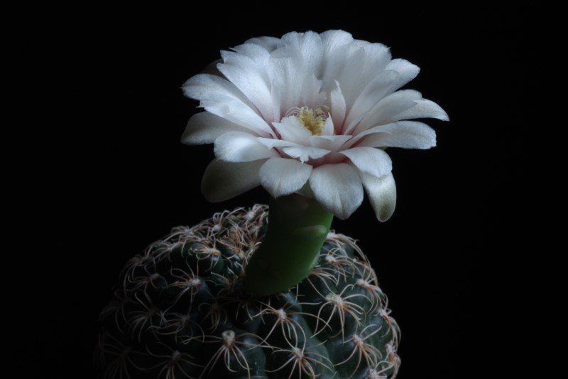 gymnocalycium capillaense