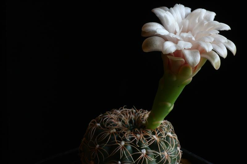 Gymnocalycium capillaense 