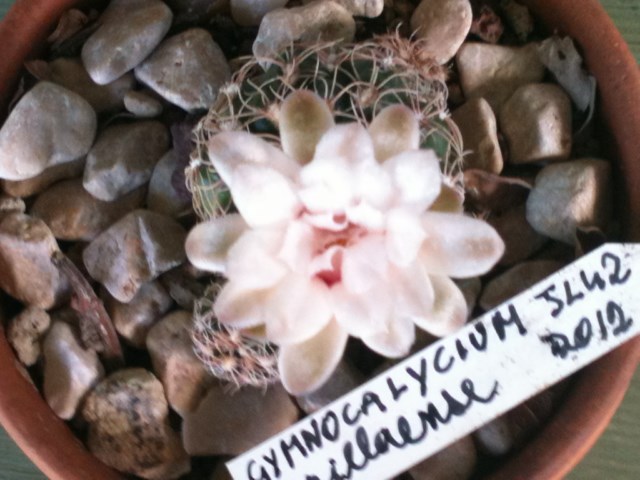 Gymnocalycium capillaense JL42