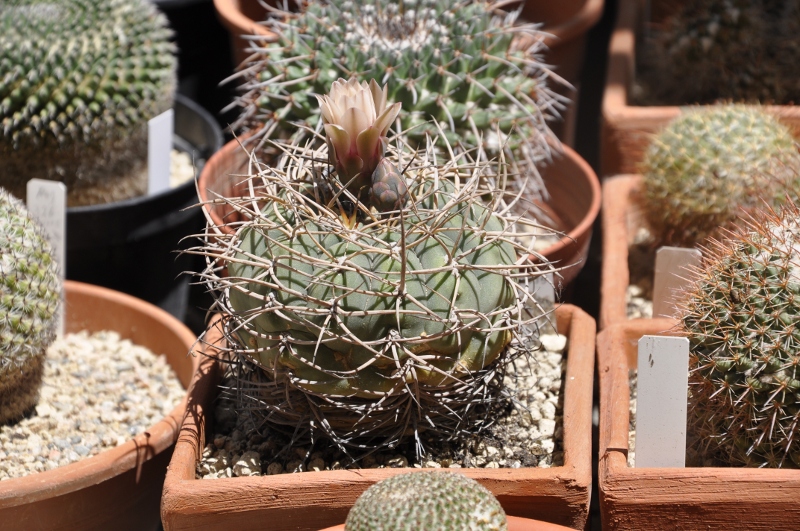 Gymnocalycium cardenasianum 