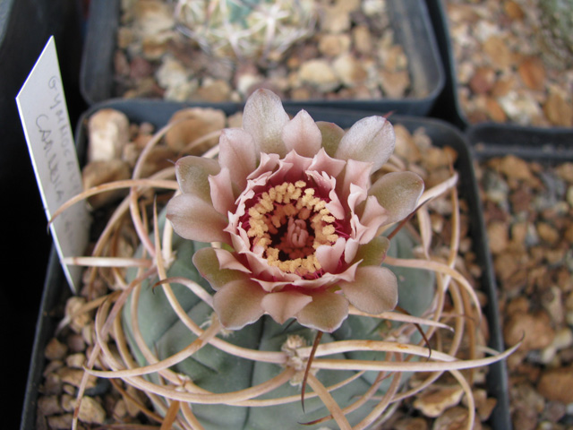 Gymnocalycium cardenasianum 