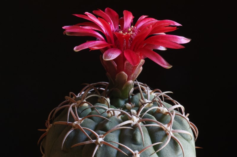 Gymnocalycium carminanthum 