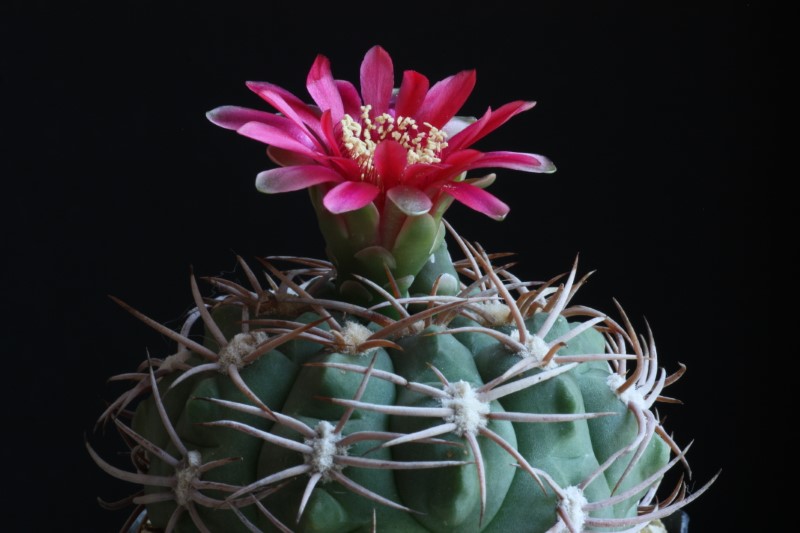 Gymnocalycium carminanthum 