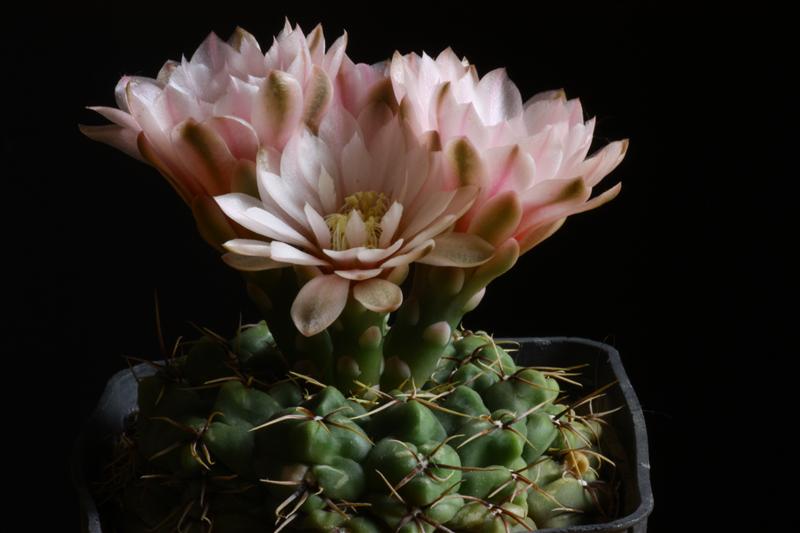 gymnocalycium andreae ssp. carolinense