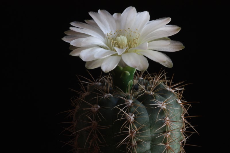 Gymnocalycium carolinense 