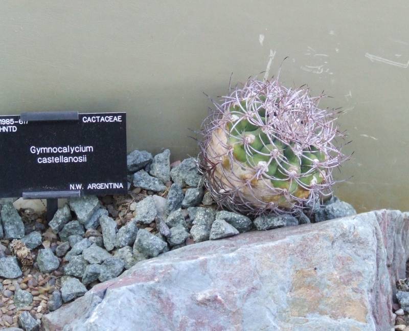 Gymnocalycium castellanosii 