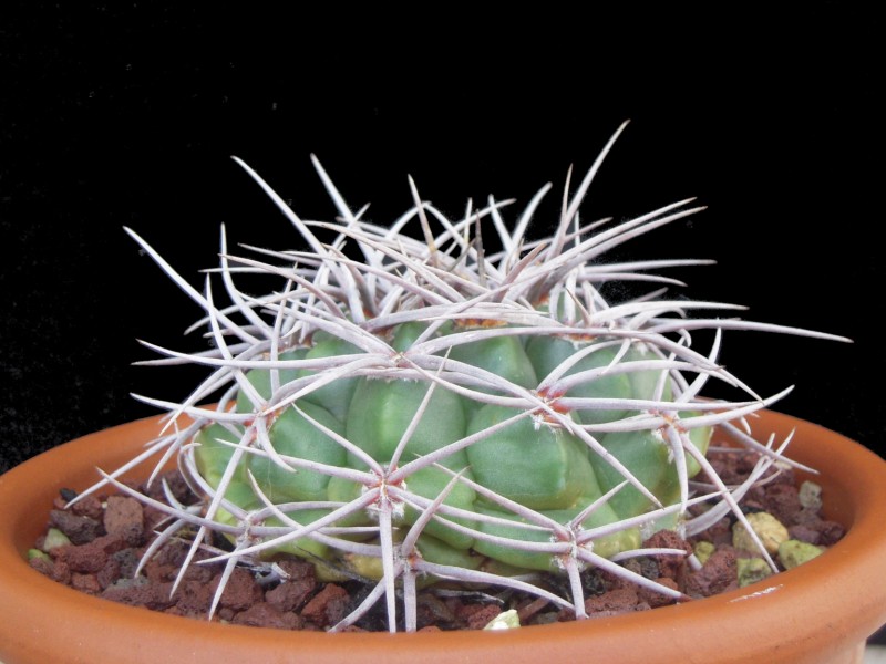 Gymnocalycium cardenasianum 