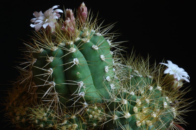 Gymnocalycium chacoense 