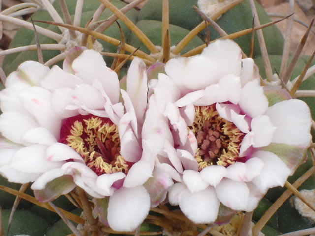 Gymnocalycium chiquitanum 