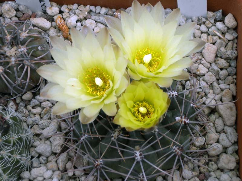 Gymnocalycium curvispinum 