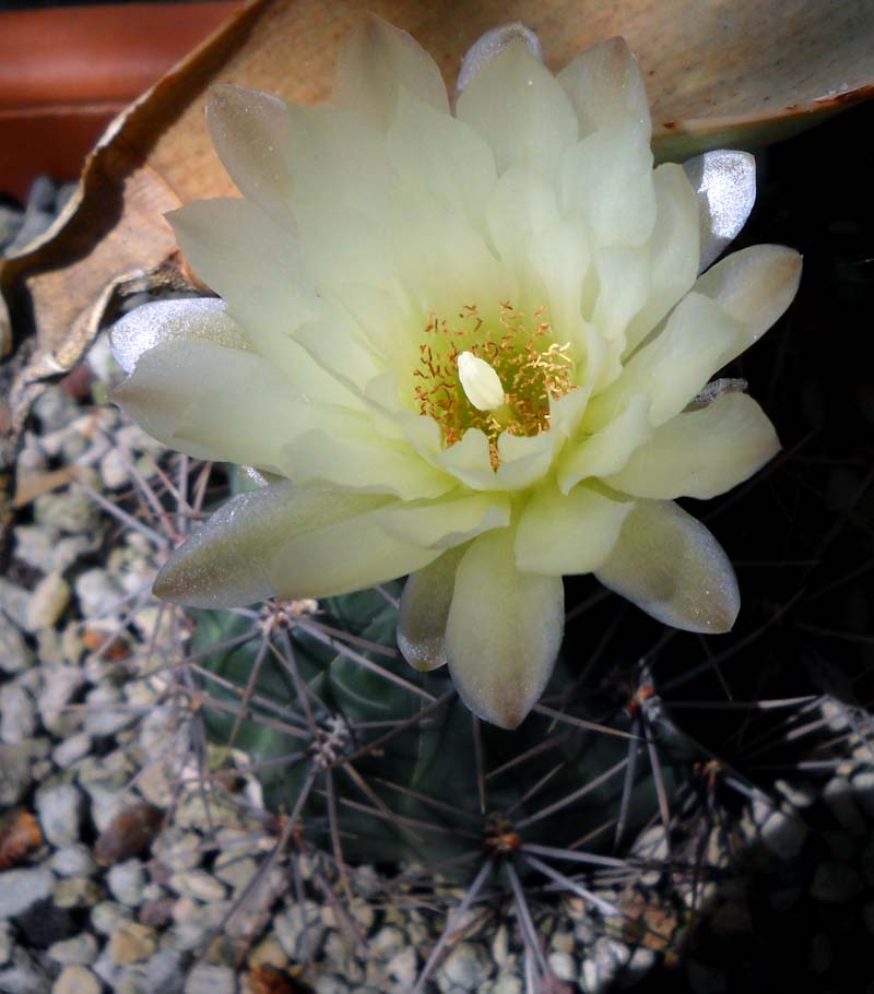 Gymnocalycium curvispinum 