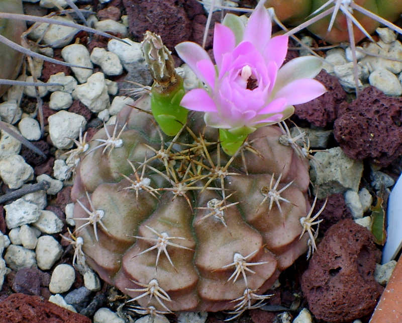 Gymnocalycium damsii 