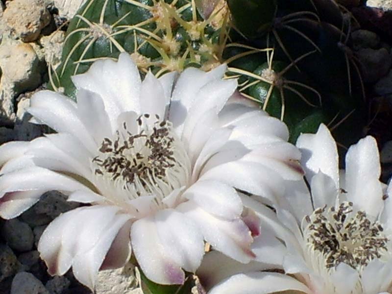 Gymnocalycium damsii 