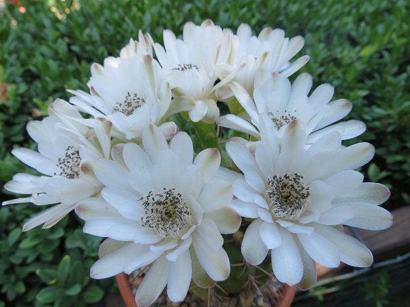 Gymnocalycium damsii 