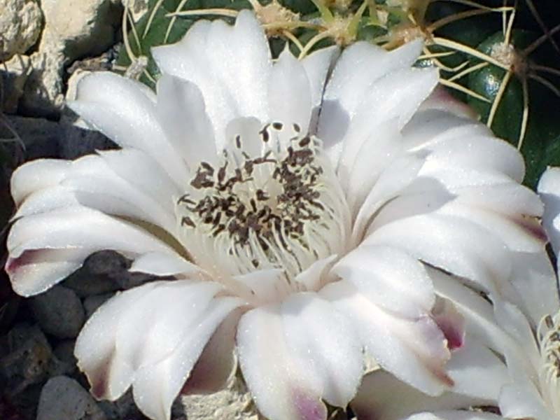 Gymnocalycium damsii 