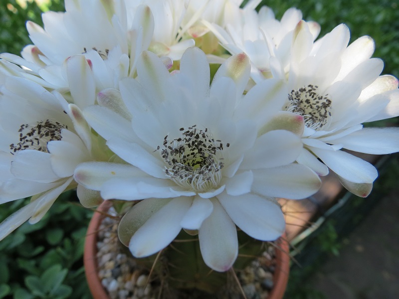 Gymnocalycium damsii 