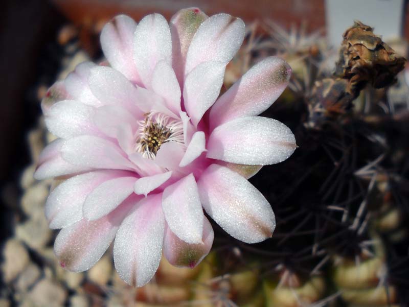 Gymnocalycium damsii 