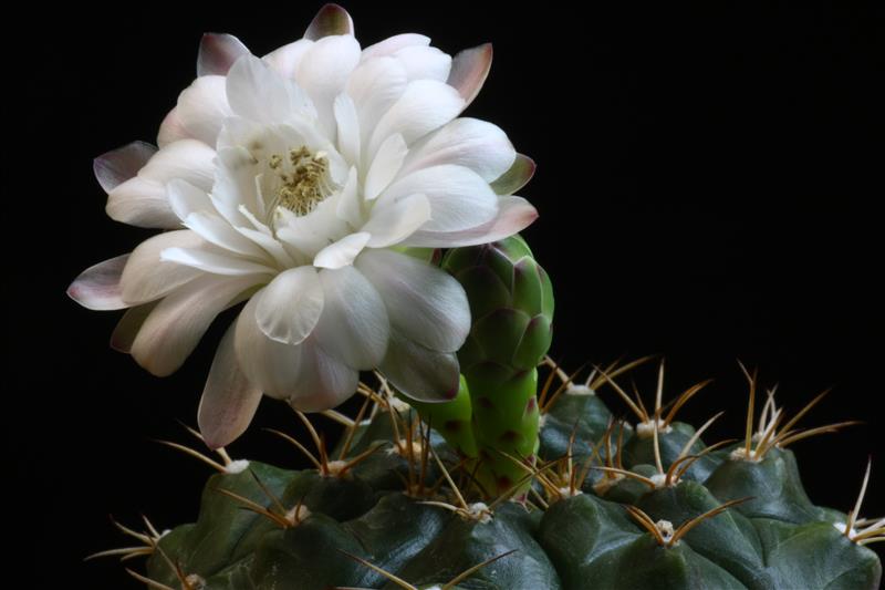 Gymnocalycium damsii 