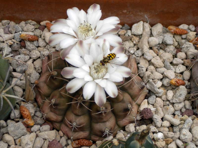 Gymnocalycium damsii 