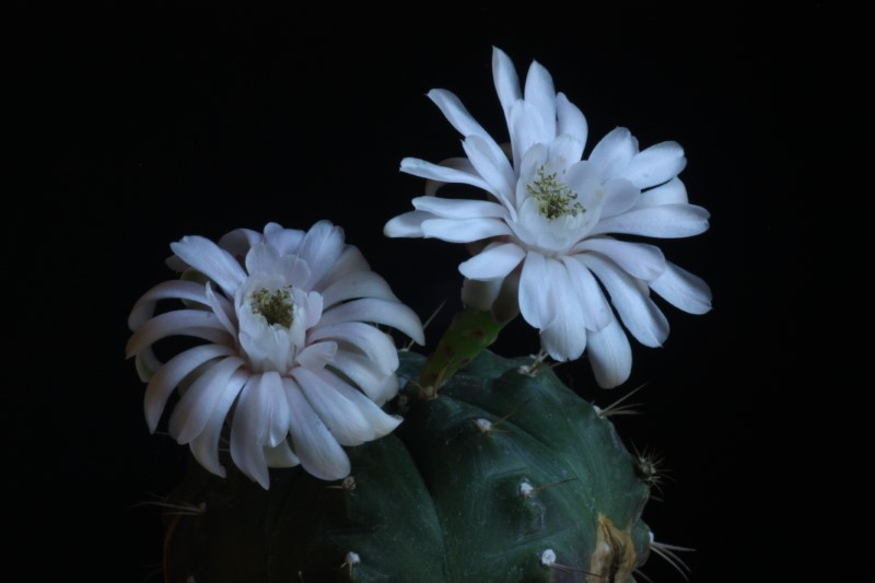 Gymnocalycium damsii 
