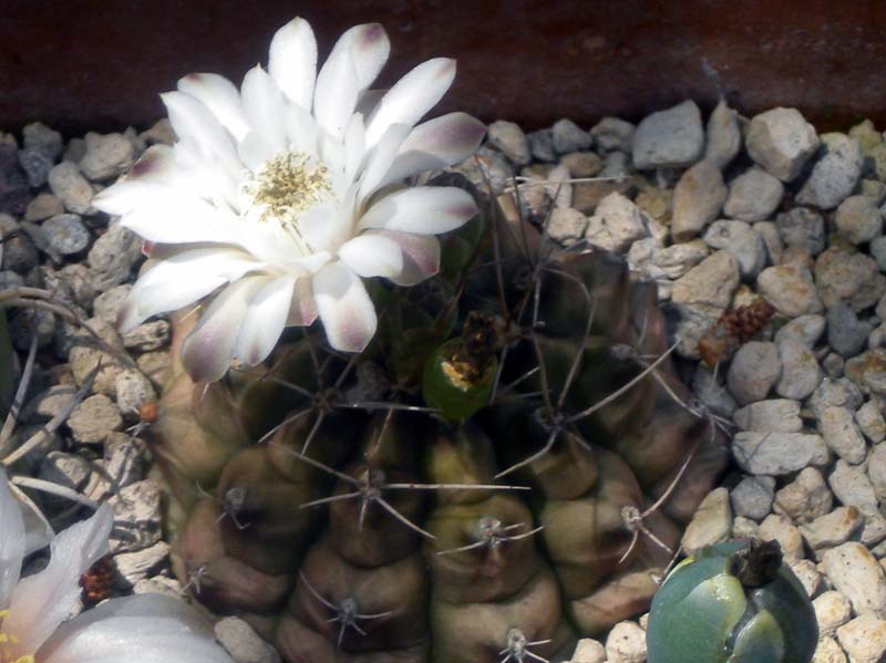 Gymnocalycium damsii 