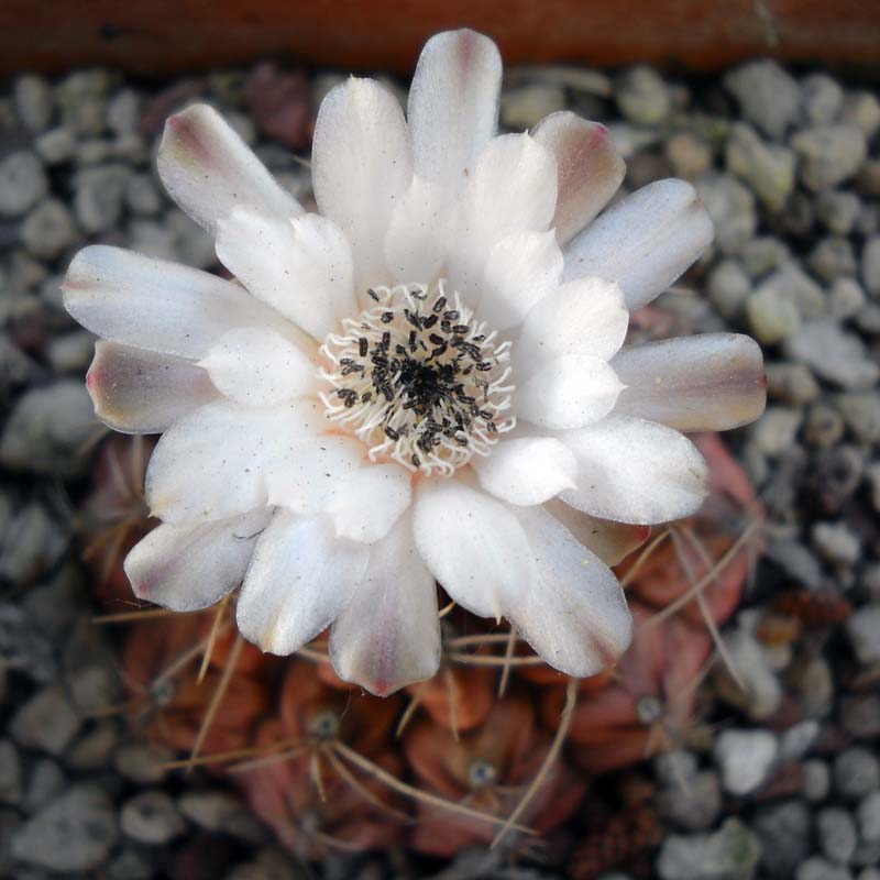 Gymnocalycium damsii 