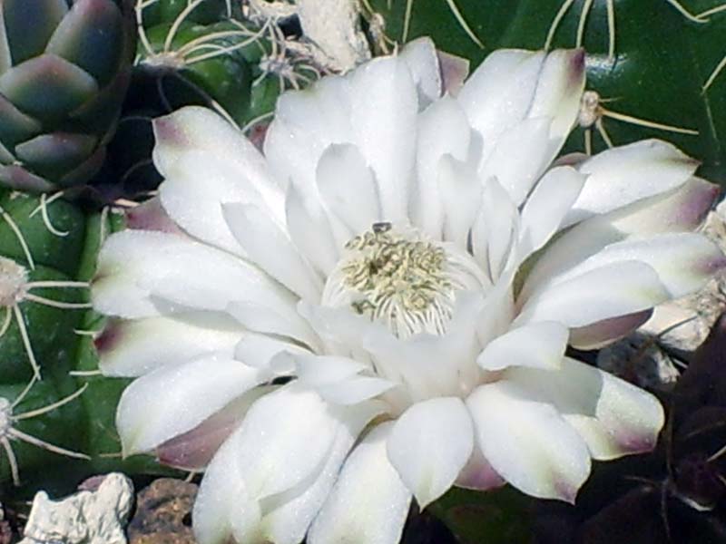 Gymnocalycium damsii 