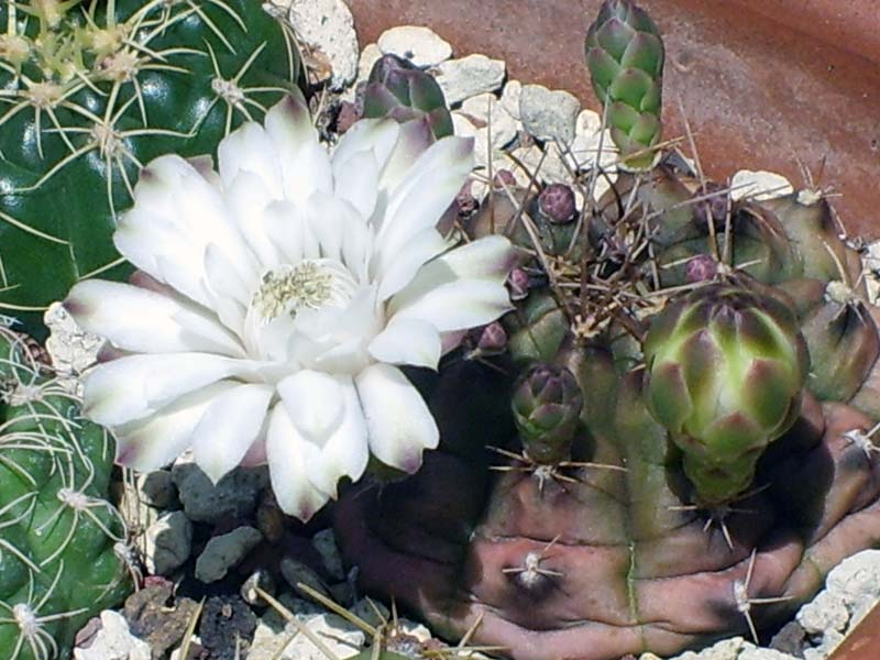 Gymnocalycium damsii 