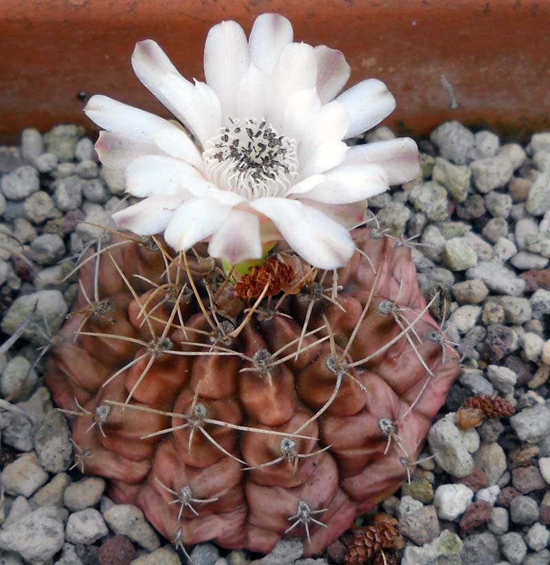 Gymnocalycium damsii 