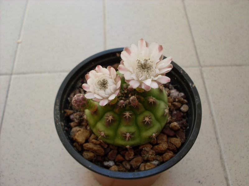 Gymnocalycium damsii 