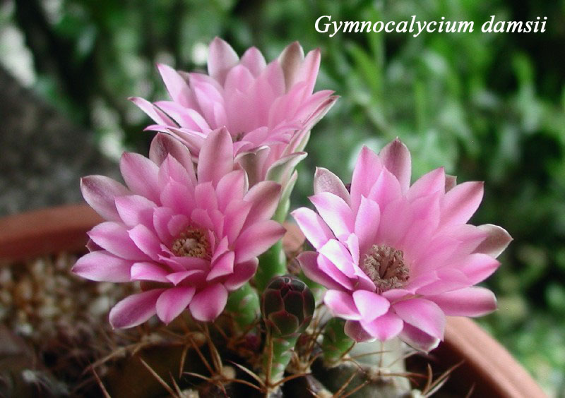 Gymnocalycium damsii 