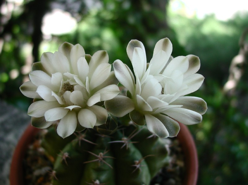 Gymnocalycium damsii 