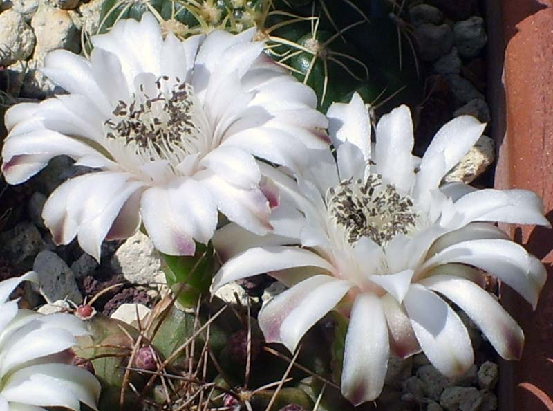 gymnocalycium damsii 