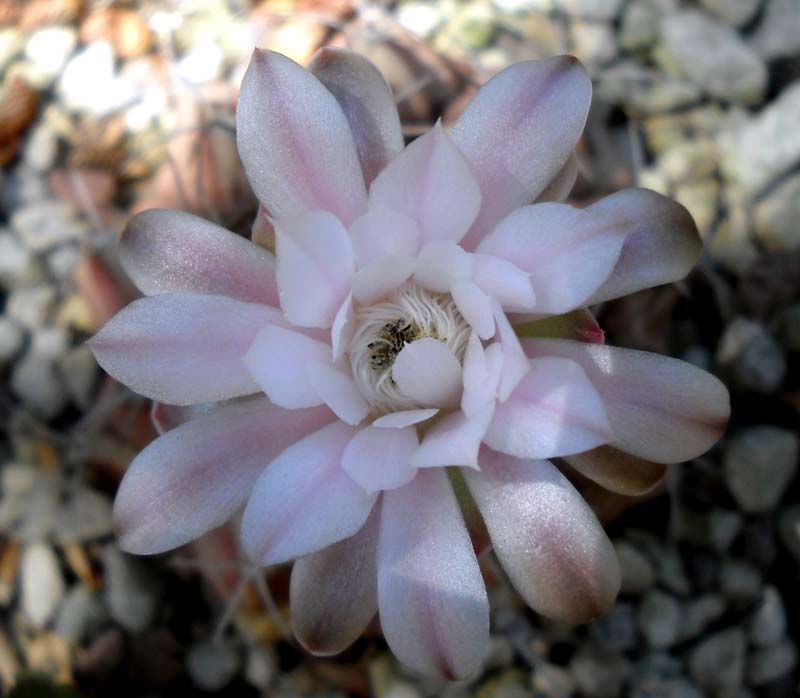 Gymnocalycium damsii 