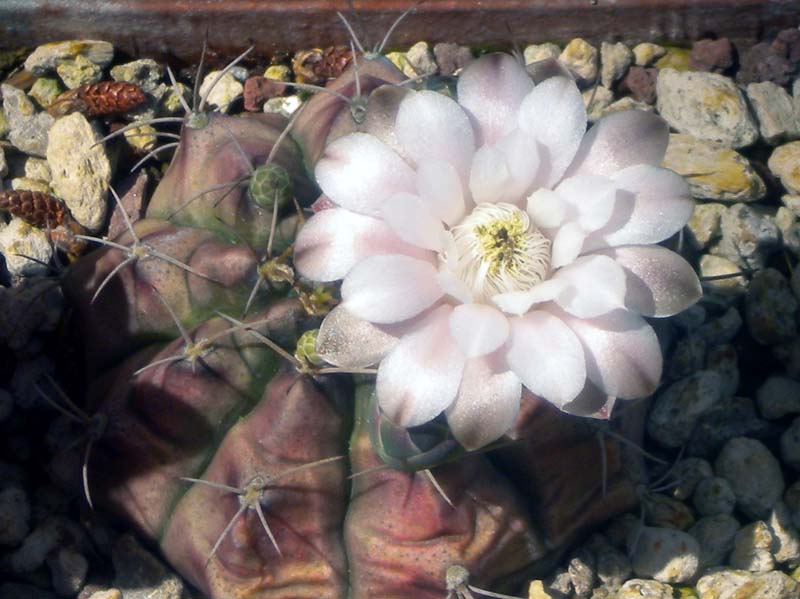 Gymnocalycium damsii 