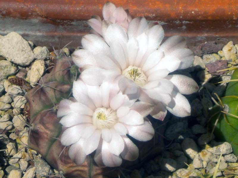 Gymnocalycium damsii 