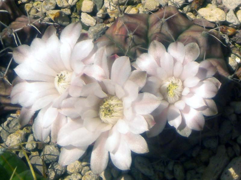 Gymnocalycium damsii 