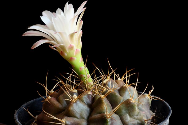 gymnocalycium damsii v. torulosum