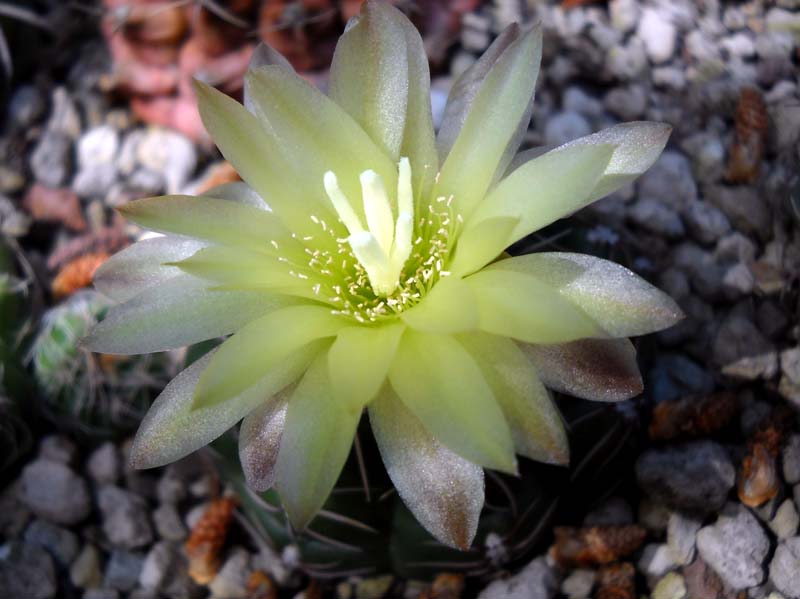 Gymnocalycium denudatum 