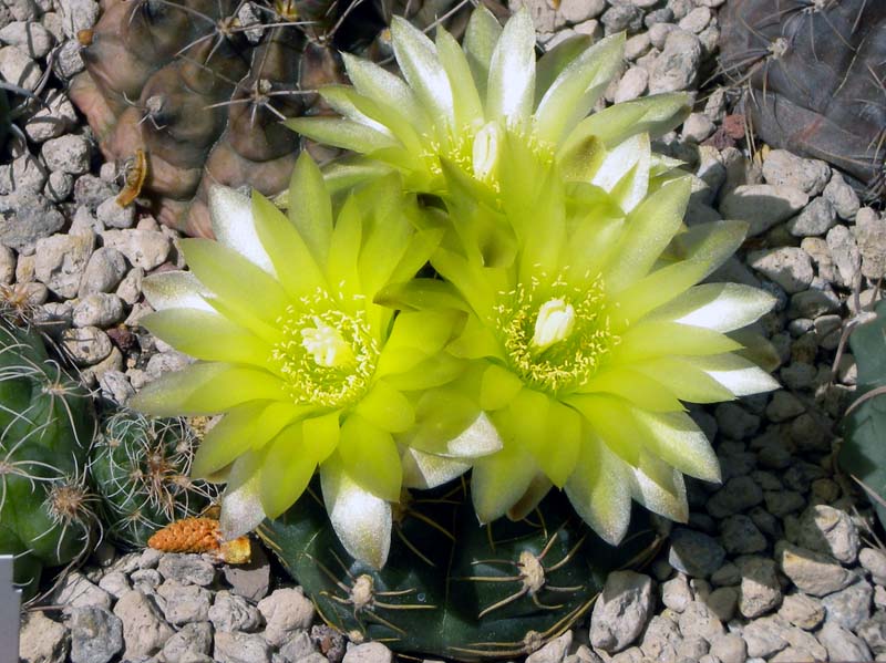 Gymnocalycium uruguayense 