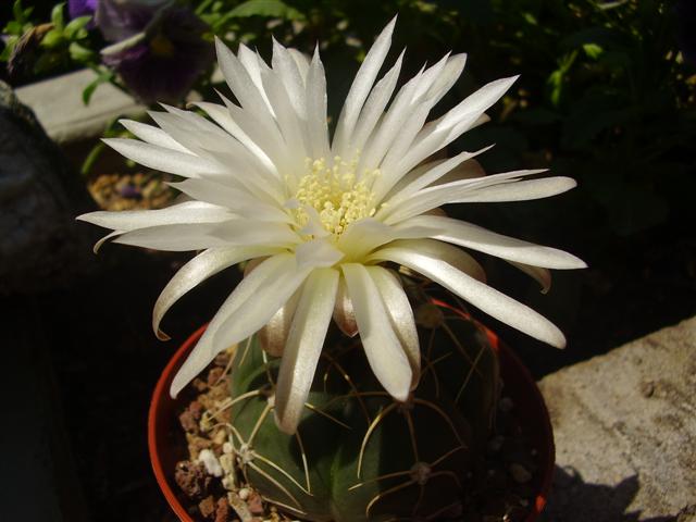 Gymnocalycium denudatum 