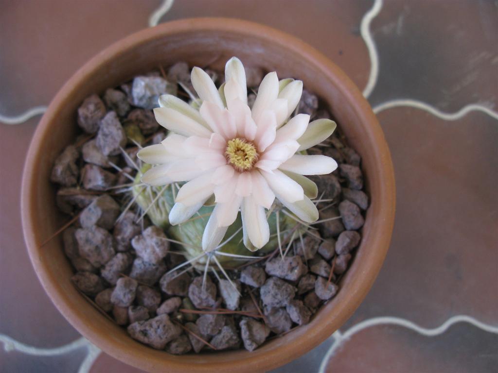 Gymnocalycium denudatum 