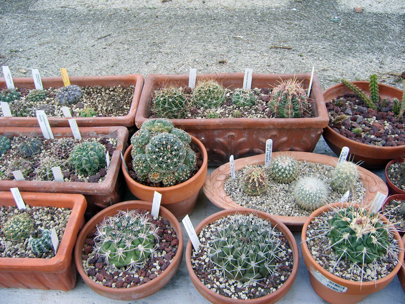 gymno e thelocactus  