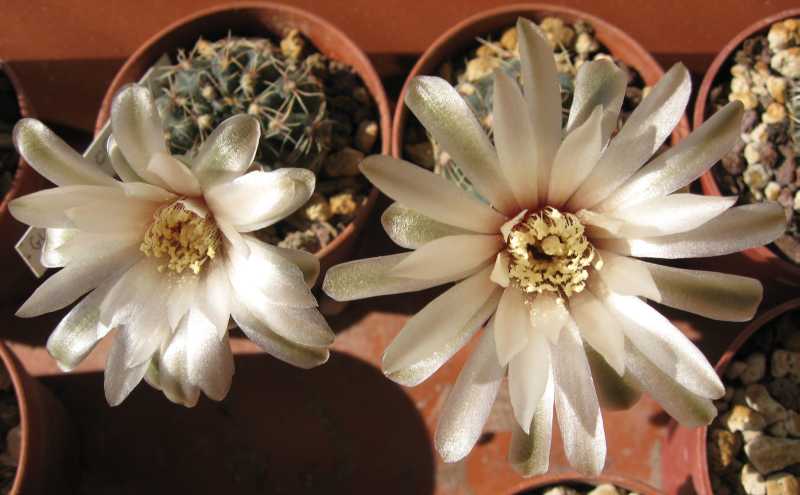 Gymnocalycium erinaceum STO87-3/2