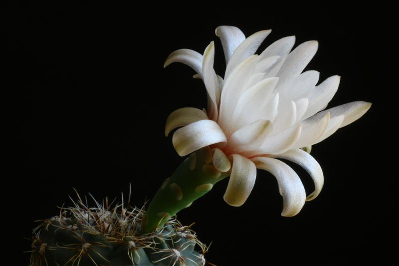 Gymnocalycium erinaceum 